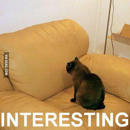 Just A Random Cat Staring At A Sofa 9gag