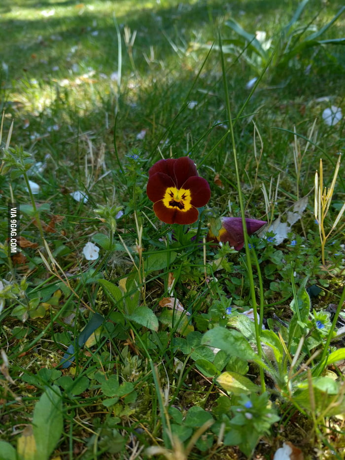 Angry flower is angry! 9GAG