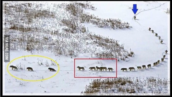 Wolf pack formation - 9GAG