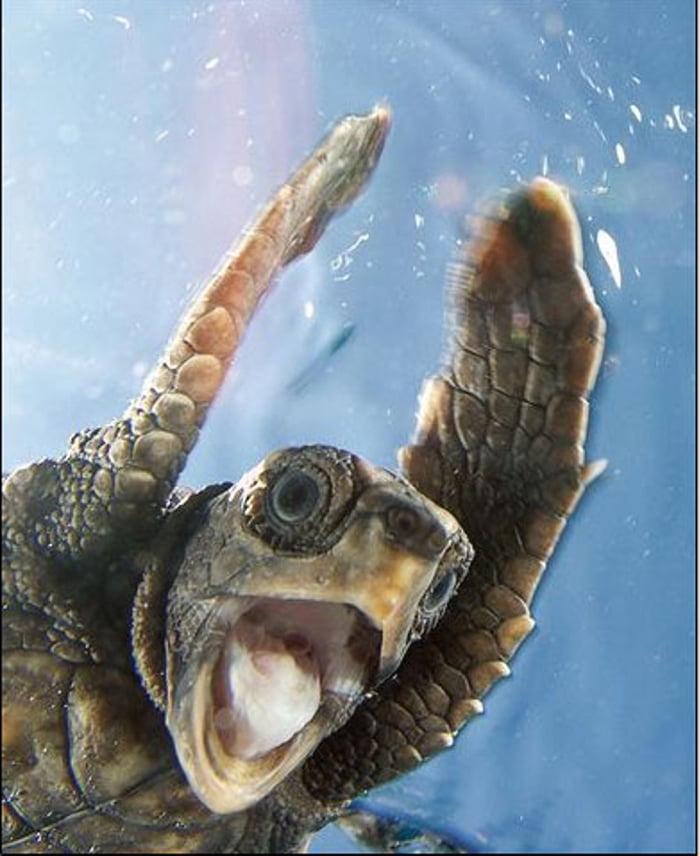 Sea Turtle screaming - 9GAG