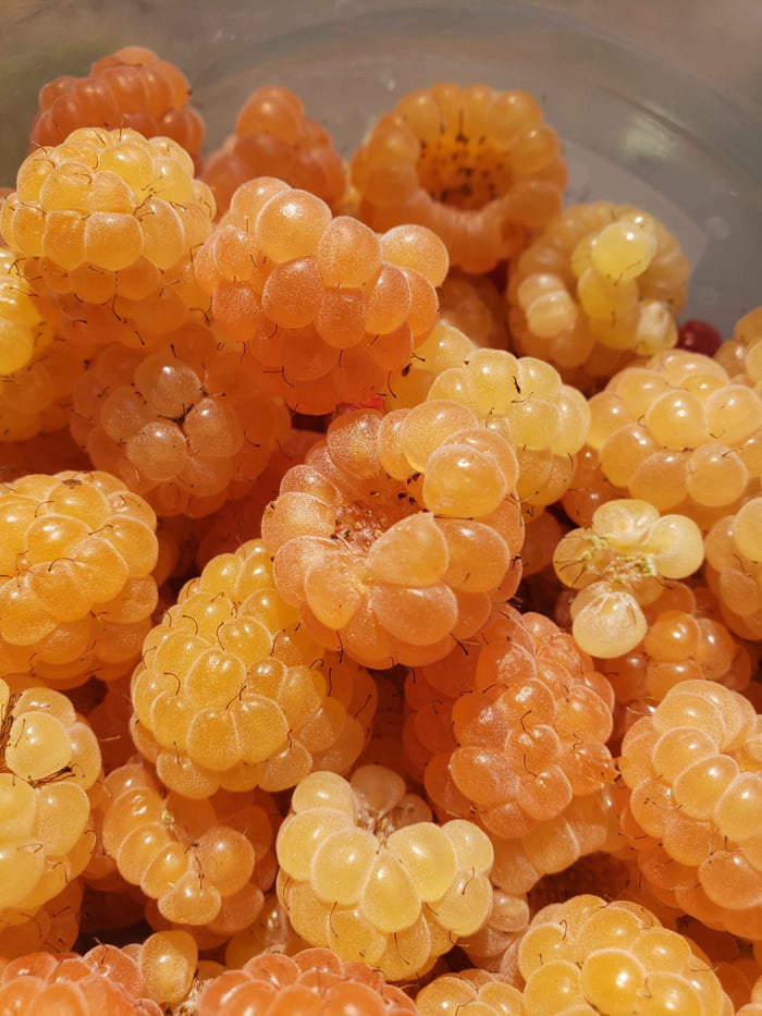 4-5 more months till harvest season, golden raspberries. Ignore the one ...