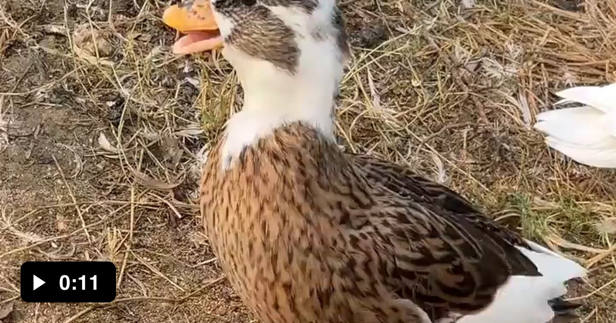 Duck 9gag