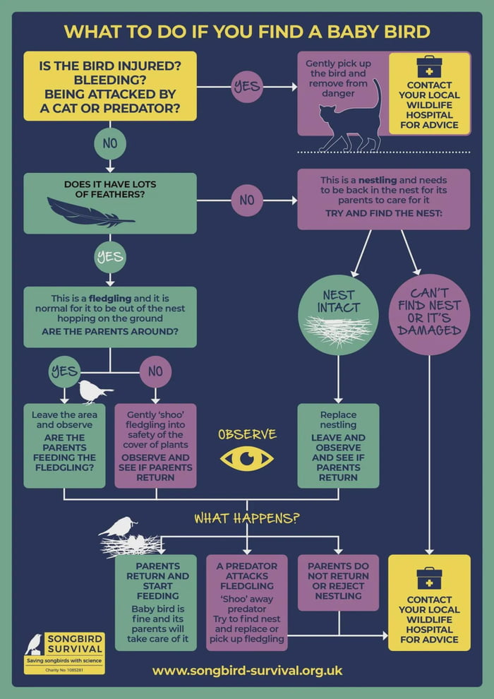 A cool guide to helping a baby bird that fell from the nest - 9GAG