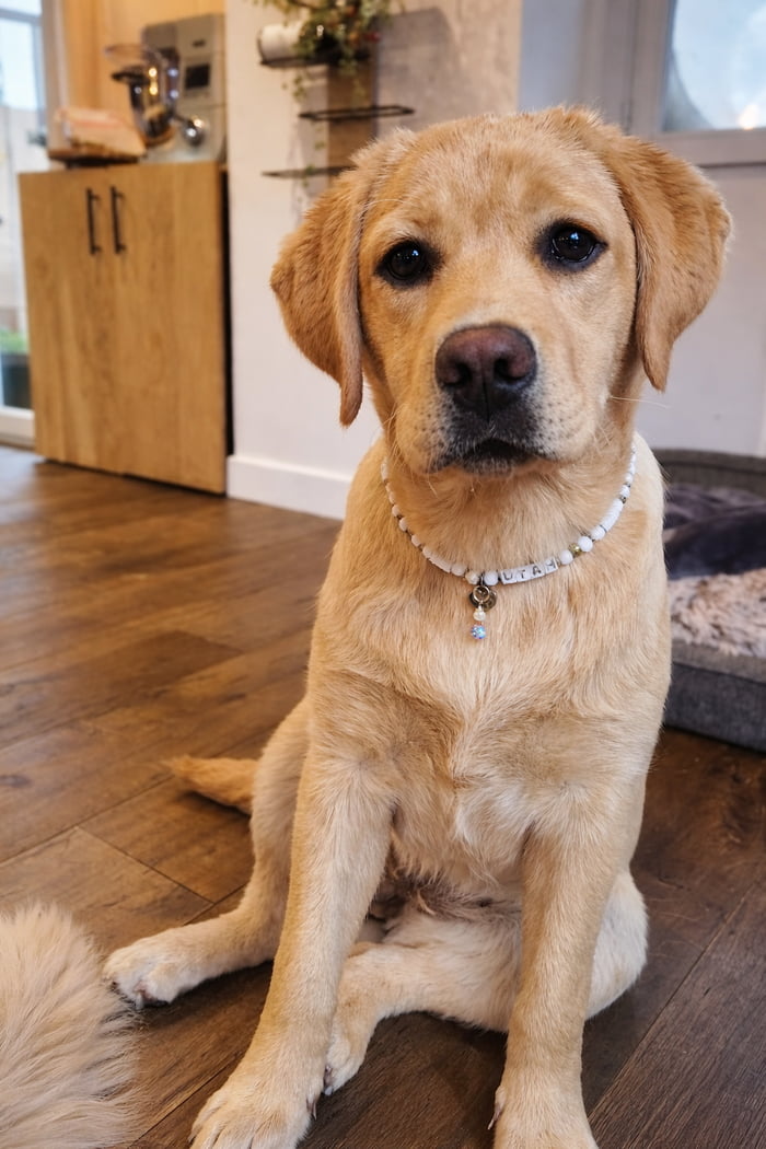 Just made her a new necklace and now she’s acting like she owns the ...