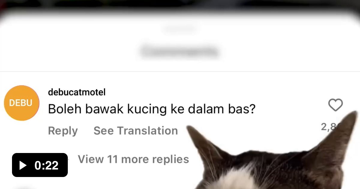 Translate can I bring my cat to the train? no 9GAG
