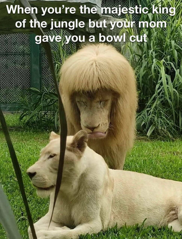 King of the jungle - 9GAG