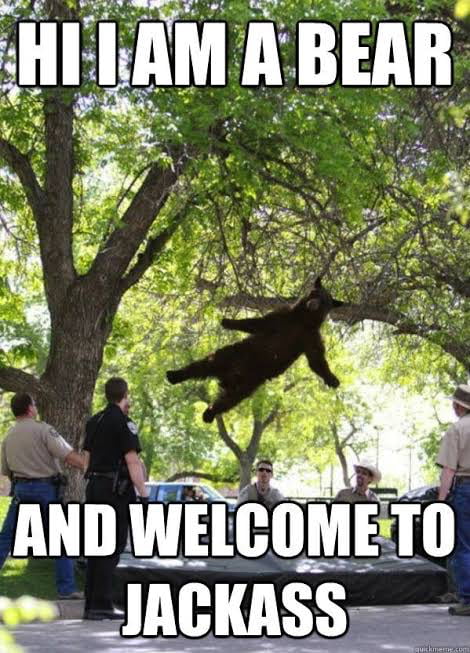 Drop Bear - 9gag