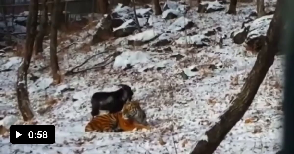 The FriendLanders Tigger by YoshiDonna729567 on DeviantArt Tigger's best friend is foofa.