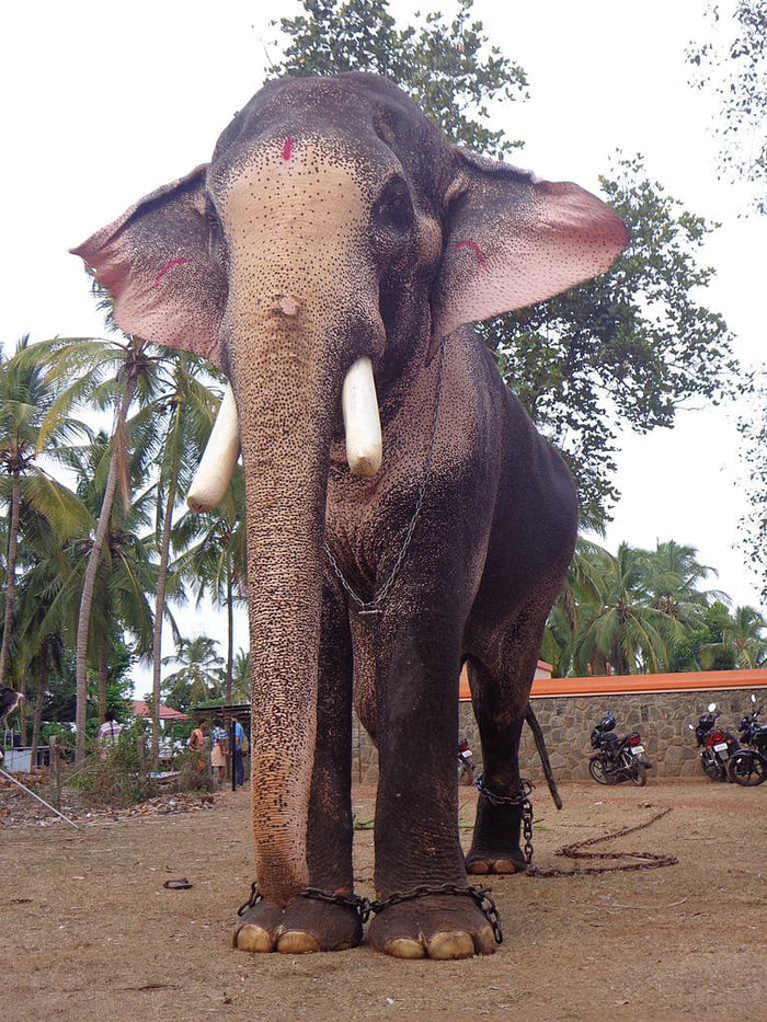 Still living at age 58, India's tallest elephant, Thechikottukavu