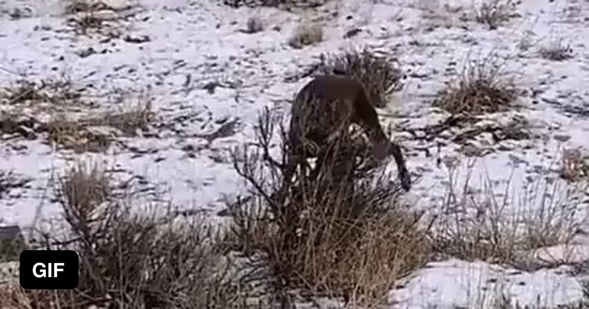 Hunting Dog for Sale 9GAG