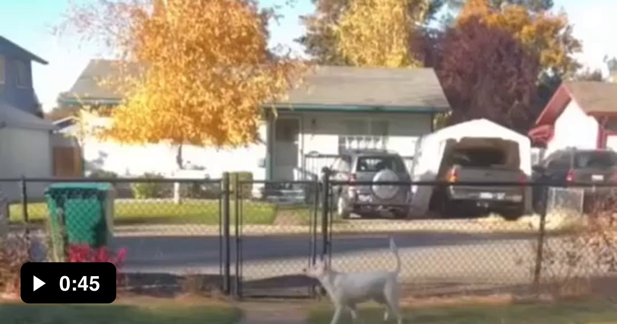 Blind and deaf dog knows when owner comes home from work - 9GAG