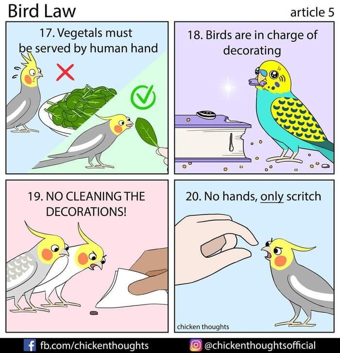 Bird Law part5 (posted 14 under memes) 9GAG