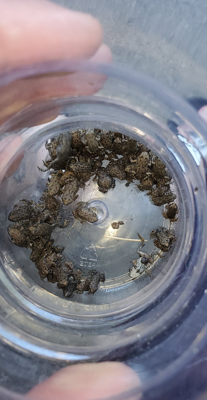 My kids caught 88 toadlets (yes we let them go after) - 9GAG