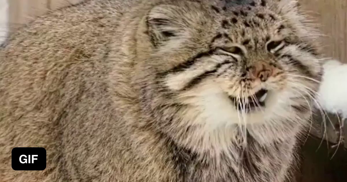 Pallas Cats Rest Their Paws On The Tail To Resist Cold 9GAG