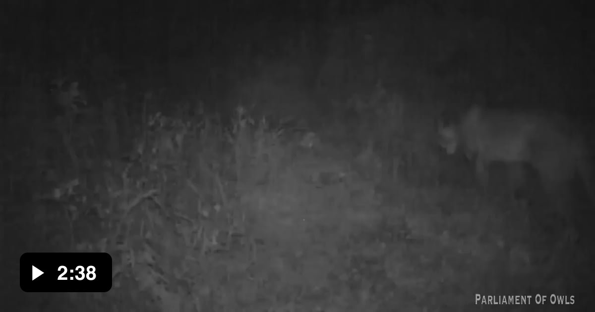 Trail Camera Catches A Female Cougar Screaming 9gag 