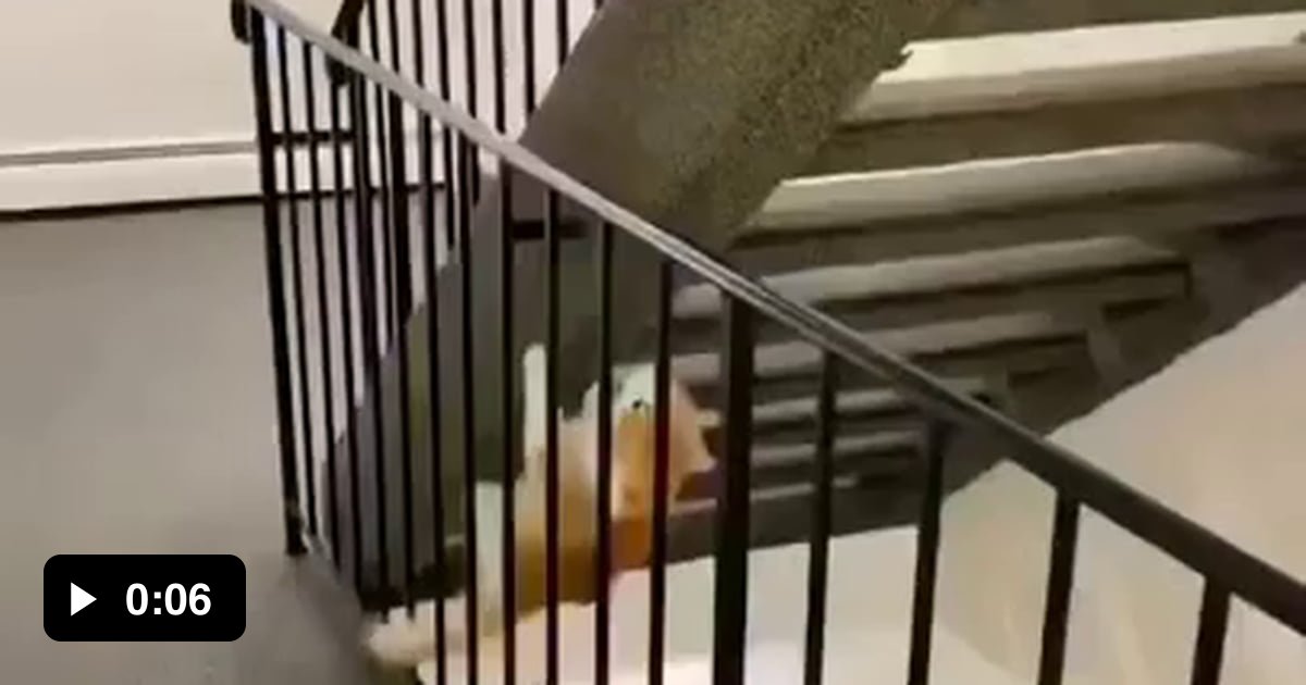 Cat climbing upside down. 9GAG