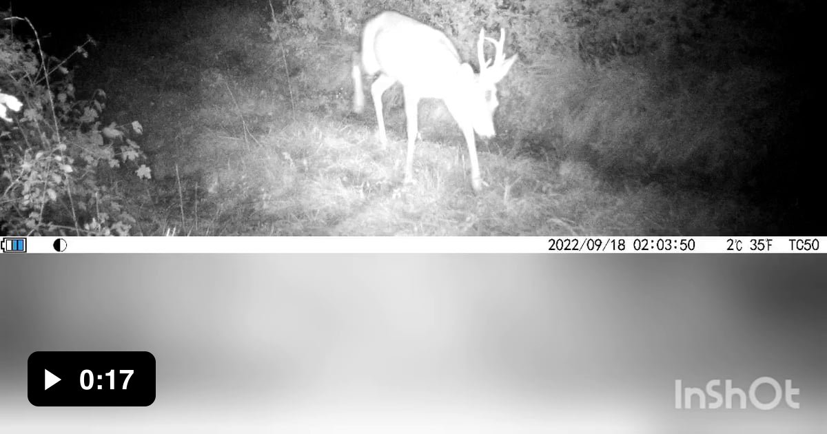 The difference between a roe deer and a deer. (Footage took by my