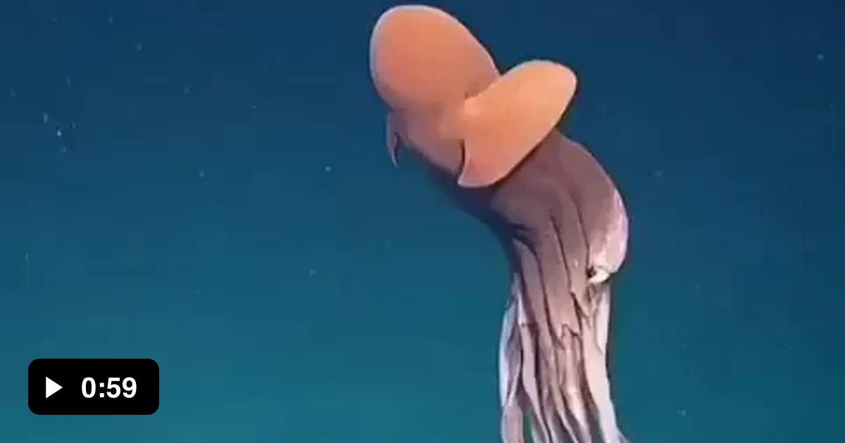 Vampire squid stretching - 9GAG