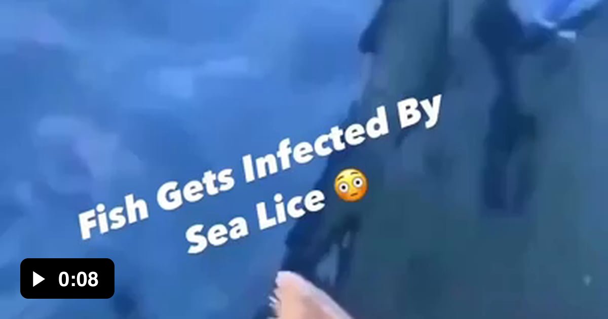 Fish covered in sea lice 9GAG