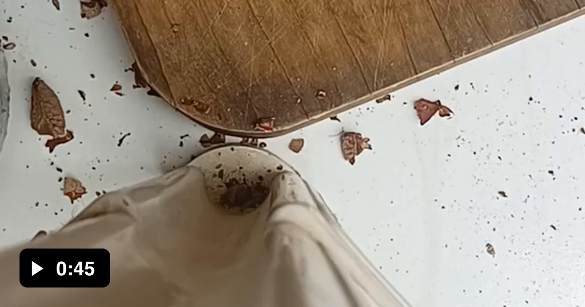 This is how to peel Brazil nuts 9GAG