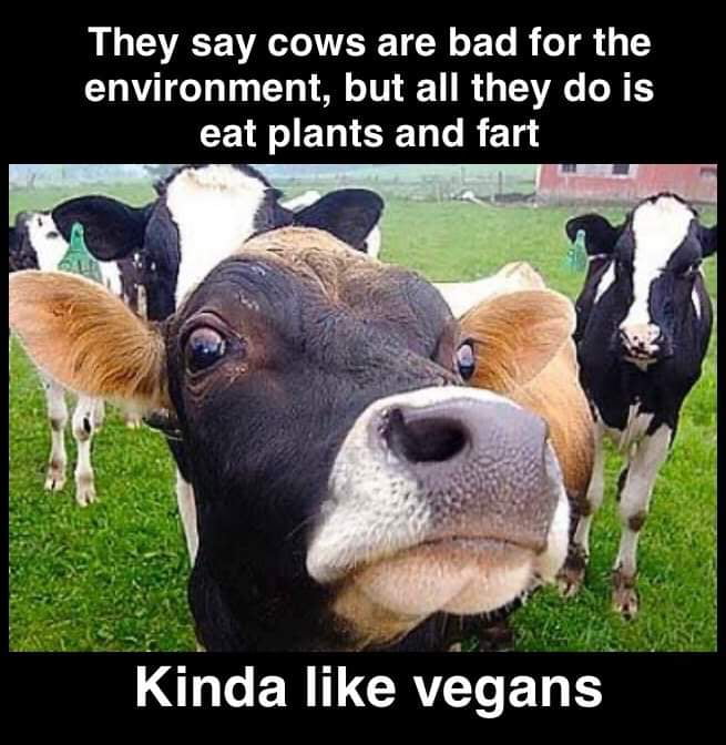 Cows have a purpose - 9GAG