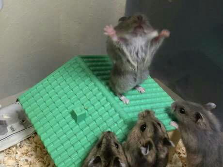 Rat king covenant (just dark souls 2 playera will get it) - 9GAG