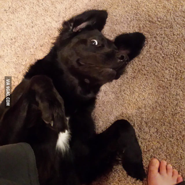 I stopped rubbing his tummy and this face happened - 9GAG