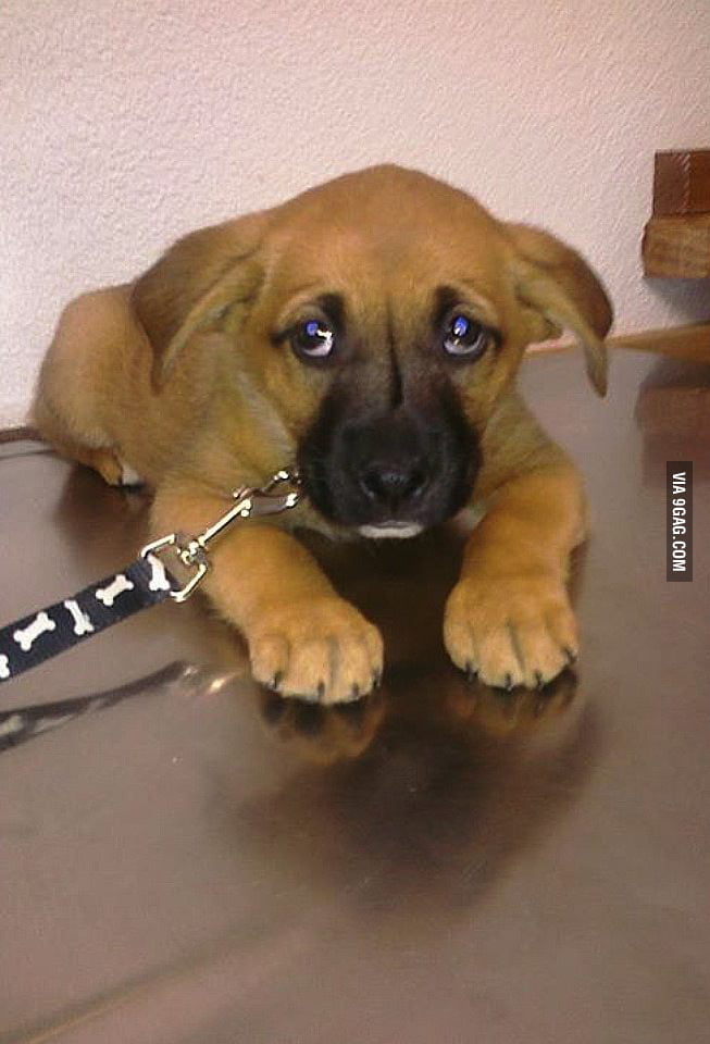 Her first trip to the vet. She was nervous to say the least. - 9GAG