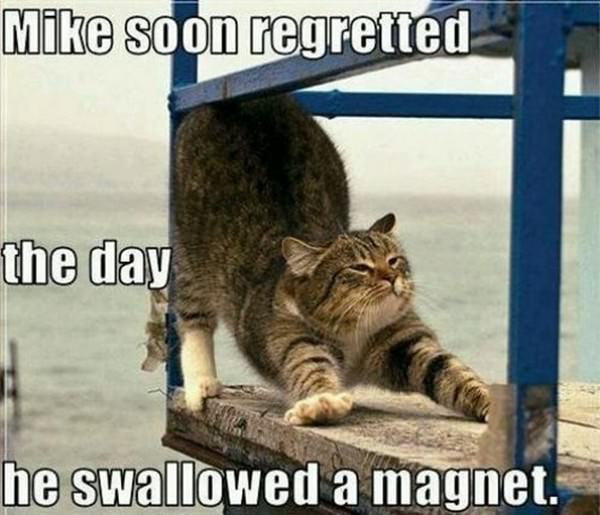 my-cat-swallowed-a-magnet-9gag