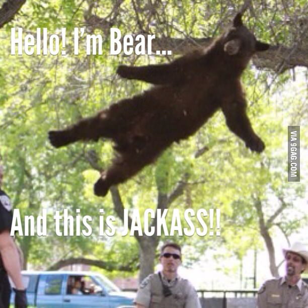 I'm Bear... This is Jackass! - 9GAG