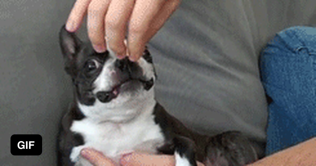 This dog reminds me of that dumb hyena in Lion King - 9GAG