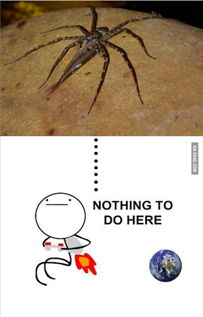 Fish-Eating Spiders..capable of swimming and diving..NOPE! 