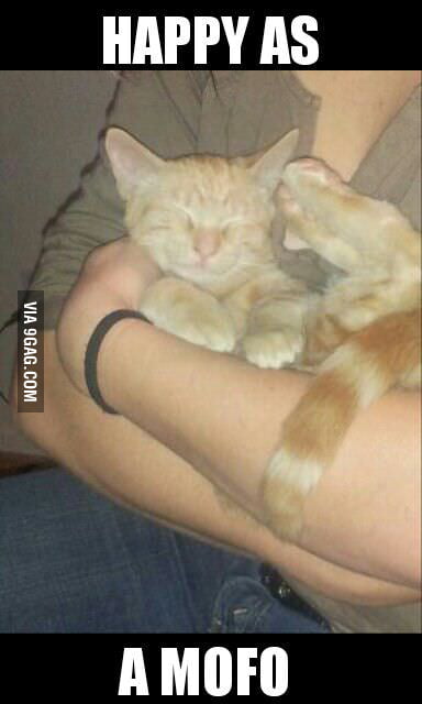 You will never be as happy as this kitten - 9GAG