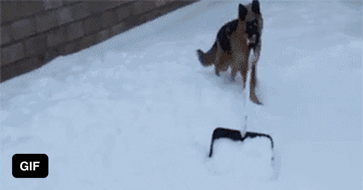 German Shepherd shovels snow 9GAG