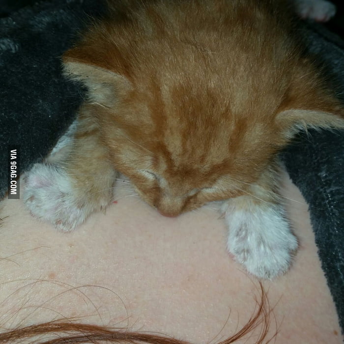 This kitty loves to sleep on my chest! ) 9GAG