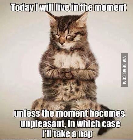 Cat wisdom.. - 9GAG