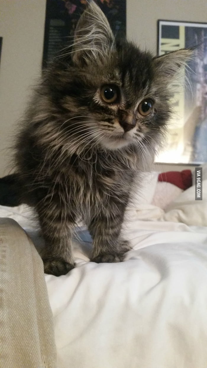 Sophie and I are both a little under the weather on this rainy day. - 9GAG