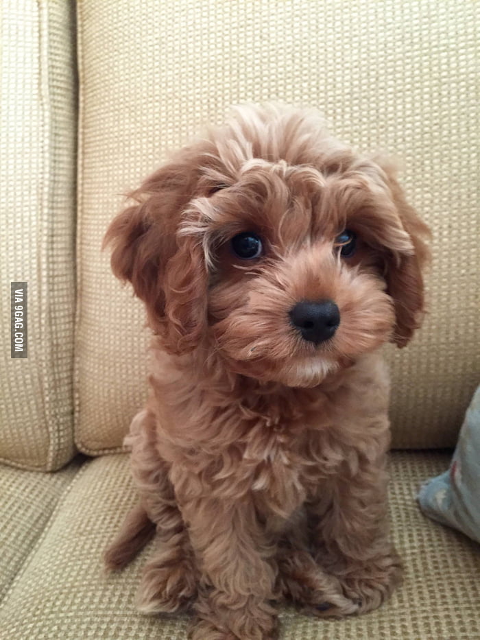 cavalier king charles spaniel mixed with poodle