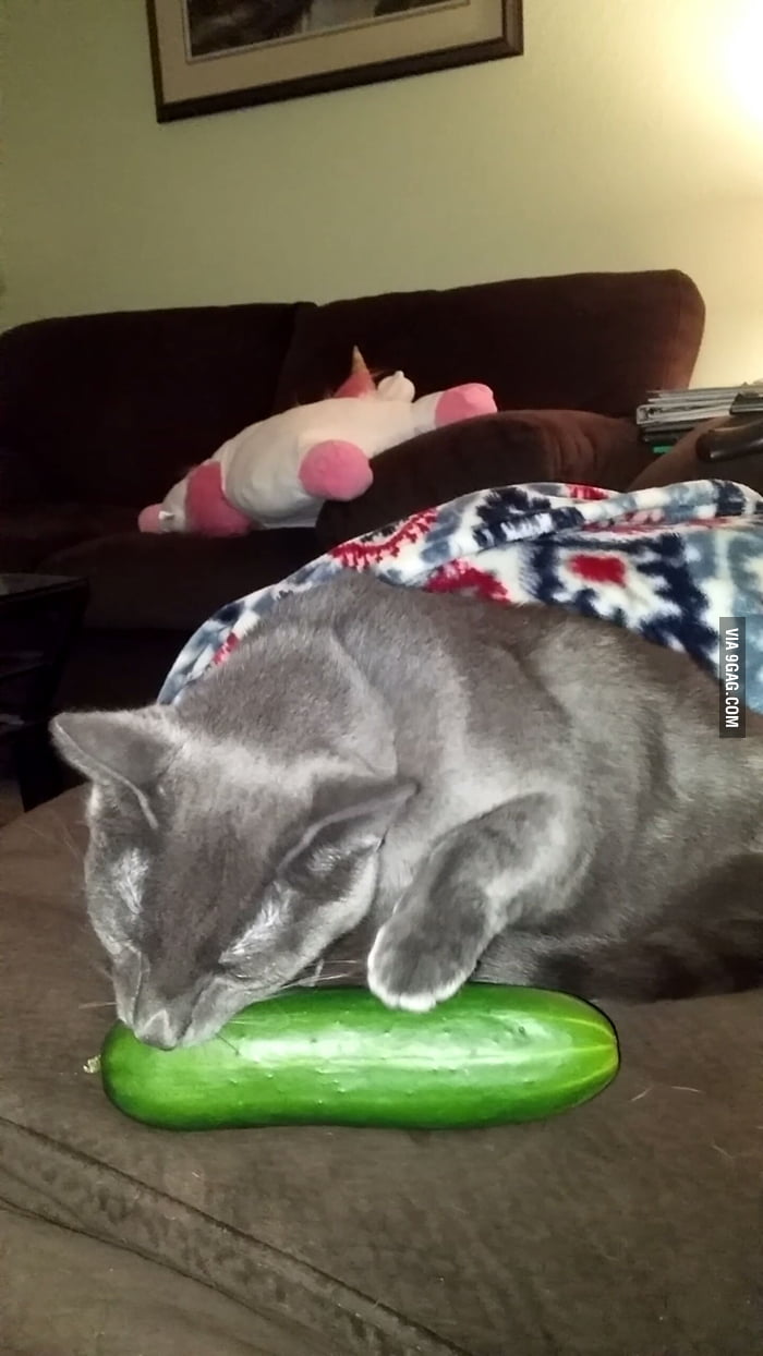 Cucumbers Dont Phase This Cat 9gag