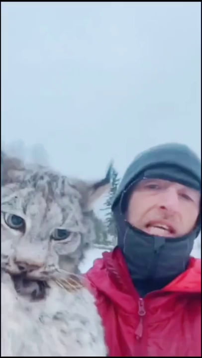Guy grabs wild lynx by the back of his neck after catching him in the chicken coop.