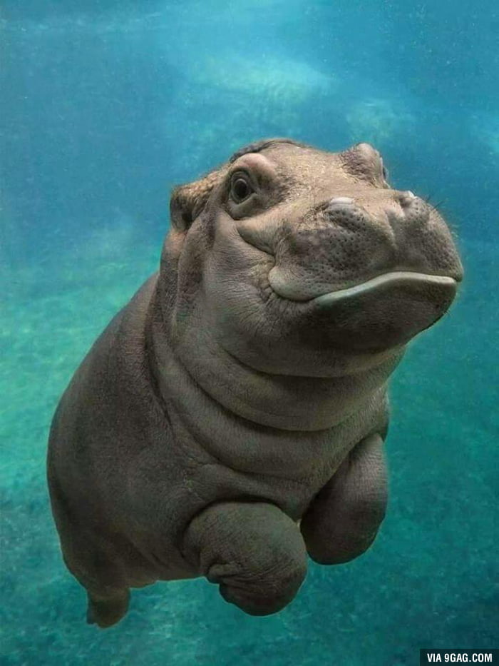 Baby Hippo - 9GAG