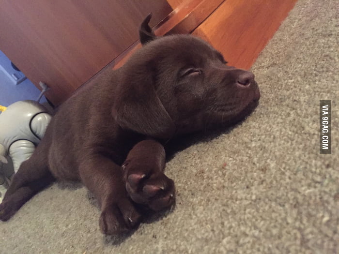 the puppy experience