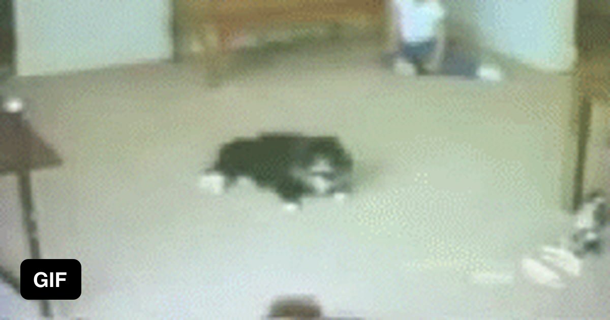Cat gets run over by truck - 9GAG