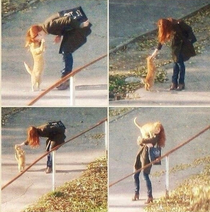 Ginger Cat Loves Ginger Girl 9gag