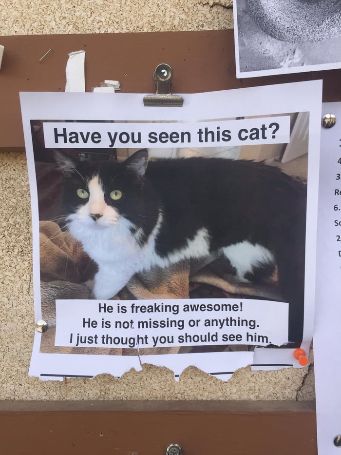 Have you seen this cat? - 9GAG
