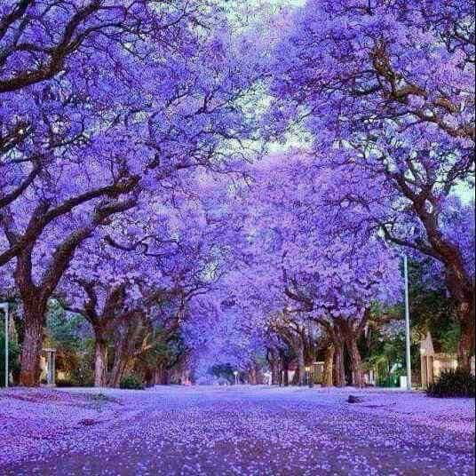 october-in-pretoria-south-africa-9gag