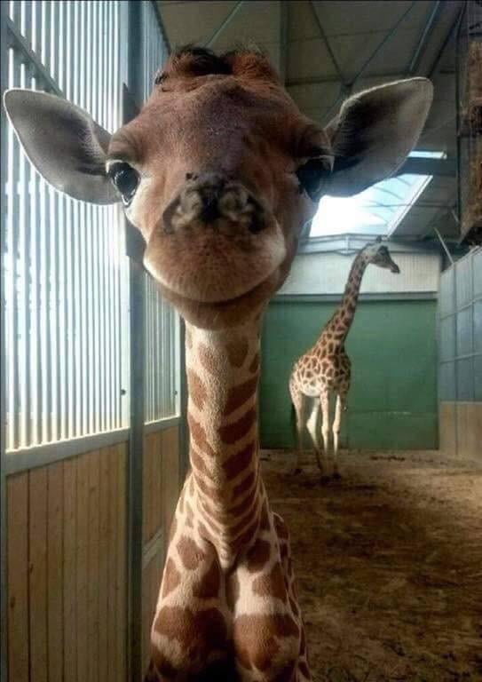 The New Baby Giraffe Born At The Maryland Zoo Looks Like She's Really ...