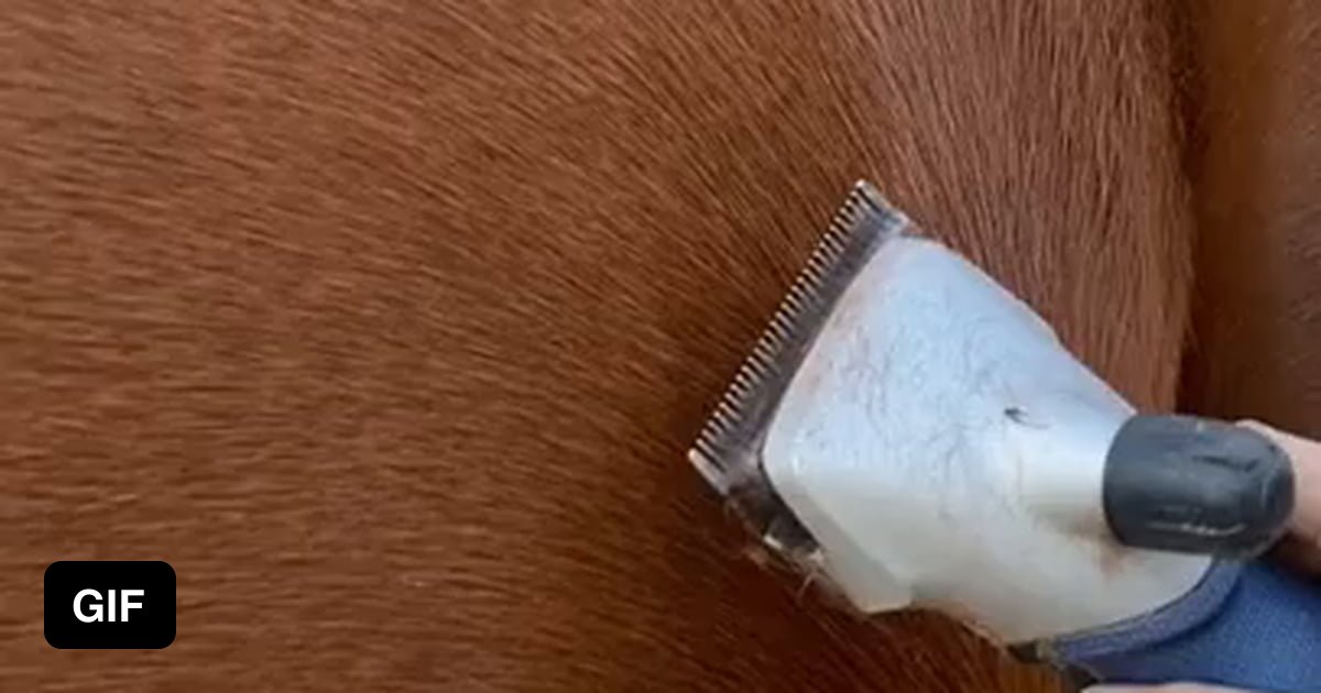 Trimming horse’s coat (not OC) 9GAG