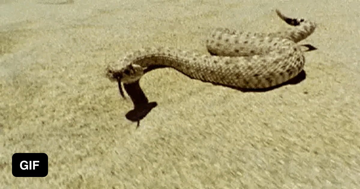 Скорость движения змеи. Змея ползает. Змея уползает. Ползучая змея. Змея ползет гиф.