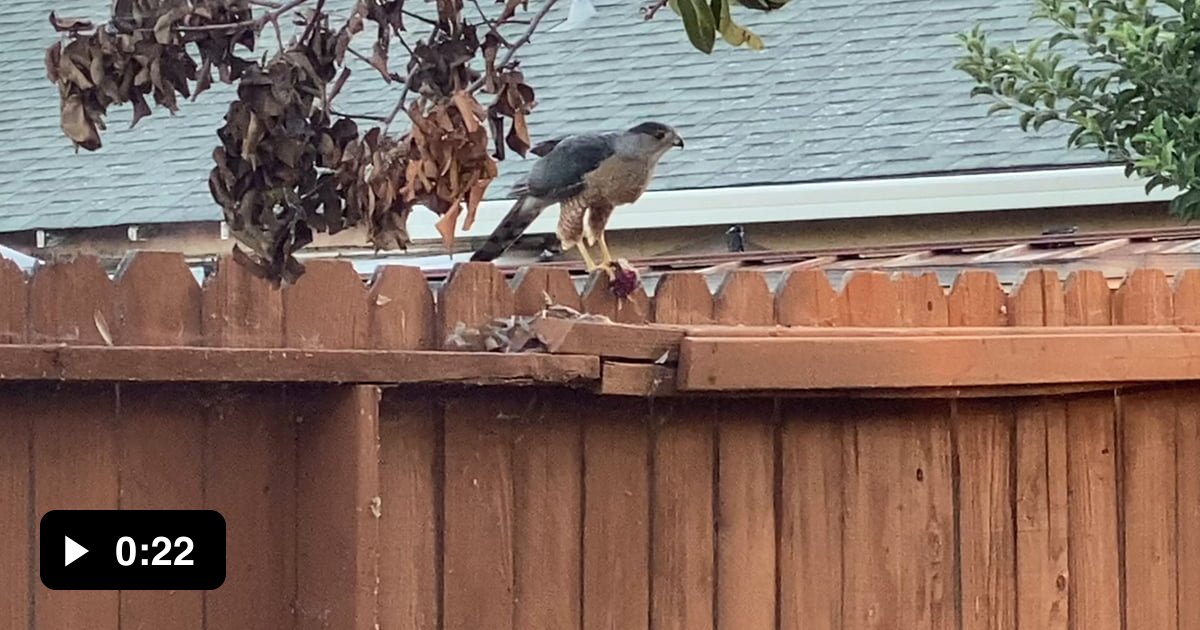 My backyard in Northern California. Just watched this hawk pluck and ...